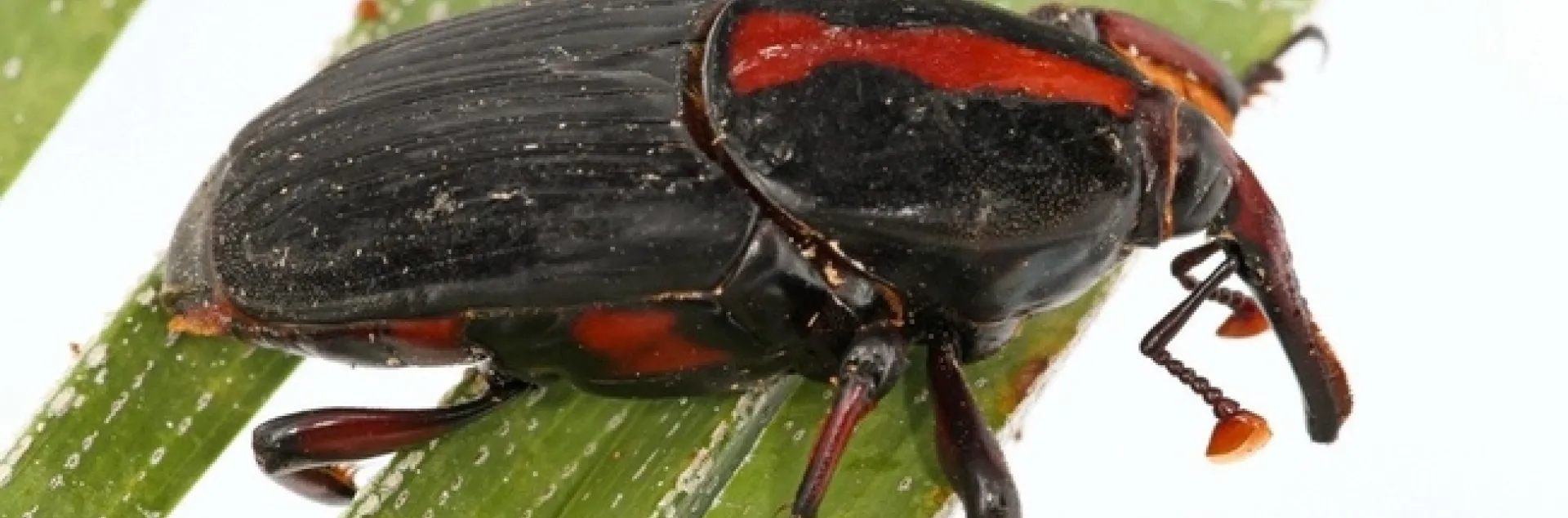 red striped palm weevil