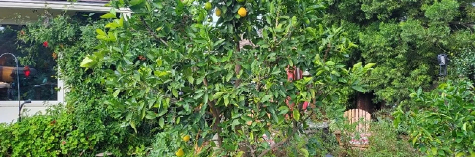 Bearss Lime Tree - Photos by Paula Pashby