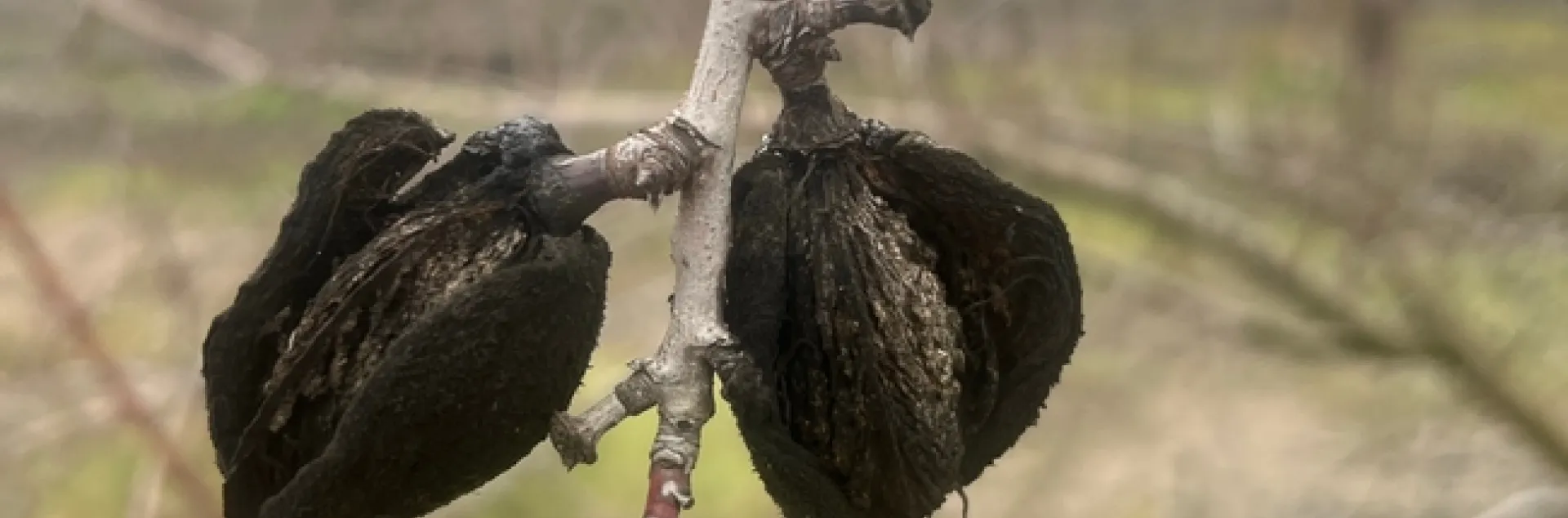 Mummy nuts remaining on the trees may serve as a reservoir of navel orangeworm