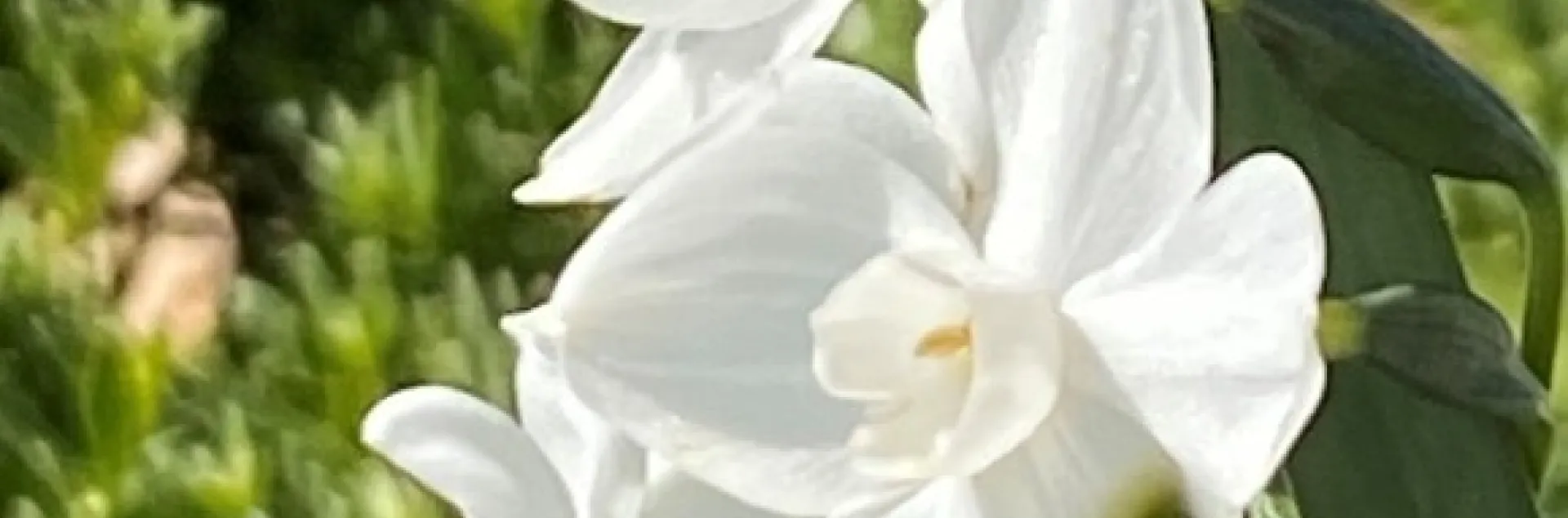 Bee on paperwhite. photos by Dave Bellamy