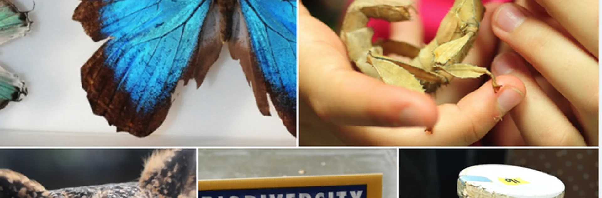 The UC Davis Biodiversity Museum Day will showcase 11 museums or collections. (Photos by Kathy Keatley Garvey)