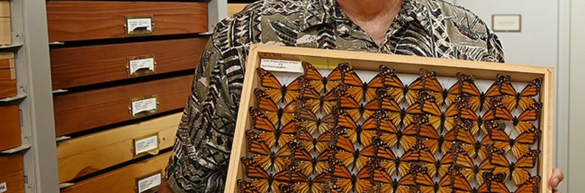 Entomologist Jeff Smith, curator of the Bohart Museum's Lepidoptera collection, holds a drawer of monarchs. (Photo by Kathy Keatley Garvey)