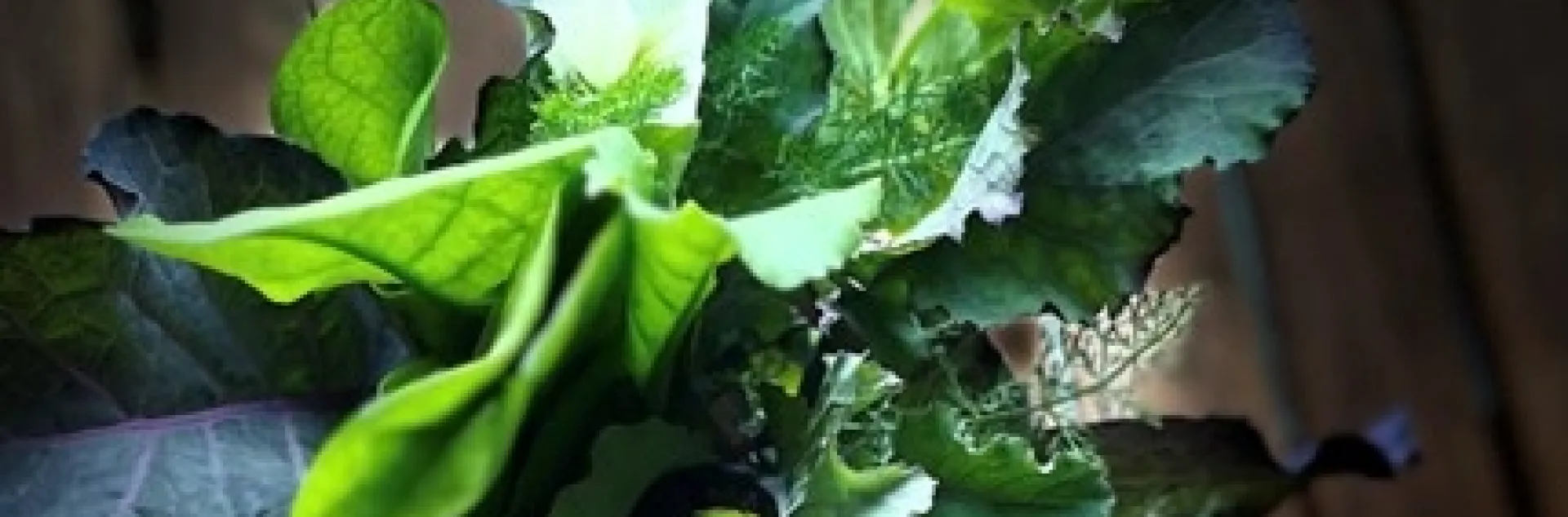 photos by Tina Saravia