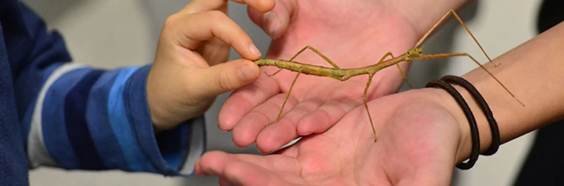 The Bohart Museum of Entomology's live petting zoo draws scores of visitors. Here a youngster gets acquainted with a stick insect, aka walking stick. (Photo by Kathy Keatley Garvey)