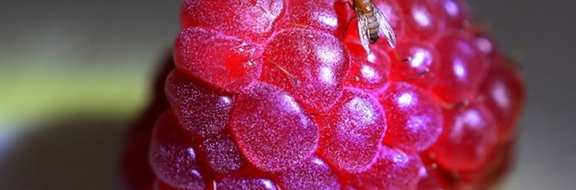 A spotted-wing drosphila, Drosophila suzukii, targeting a raspberry. Native to Southeast Asia, it infests soft-skinned fruits such as strawberries, raspberries, cherries, blueberries, blackberries, peaches and grape. (Photo by Kathy Keatley Garvey)