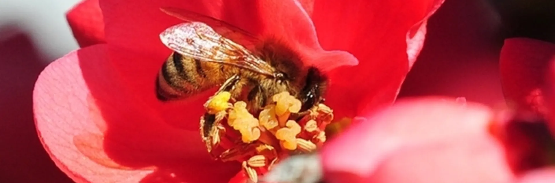 A honey bee foraging on a flowering quince. (Photo by Kathy Keatley Garvey)