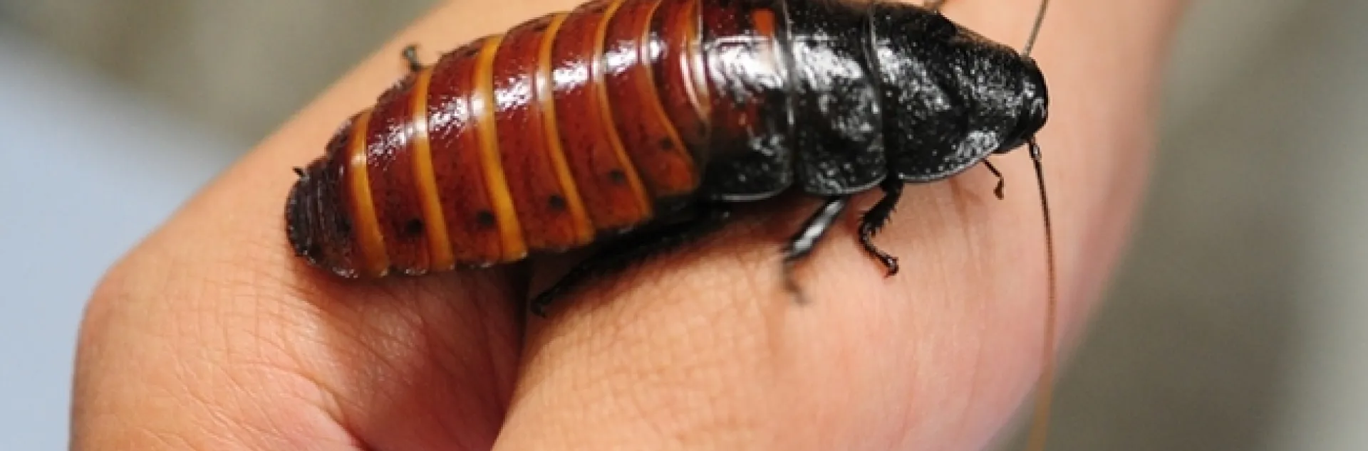 A Madagascar hissing cockroach is also called a "hisser." It hisses when it's disturbed, when it wants to attract a mate, and when it is fighting. (Photo by Kathy Keatley Garvey)
