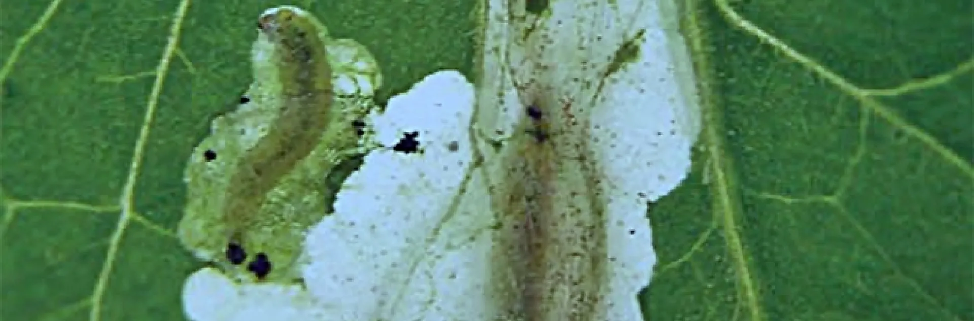 Larvae of Tuta absoluta, a South American tomato leafminer, damaging a tomato leaf. (Photo courtesy of A. Mussoll)