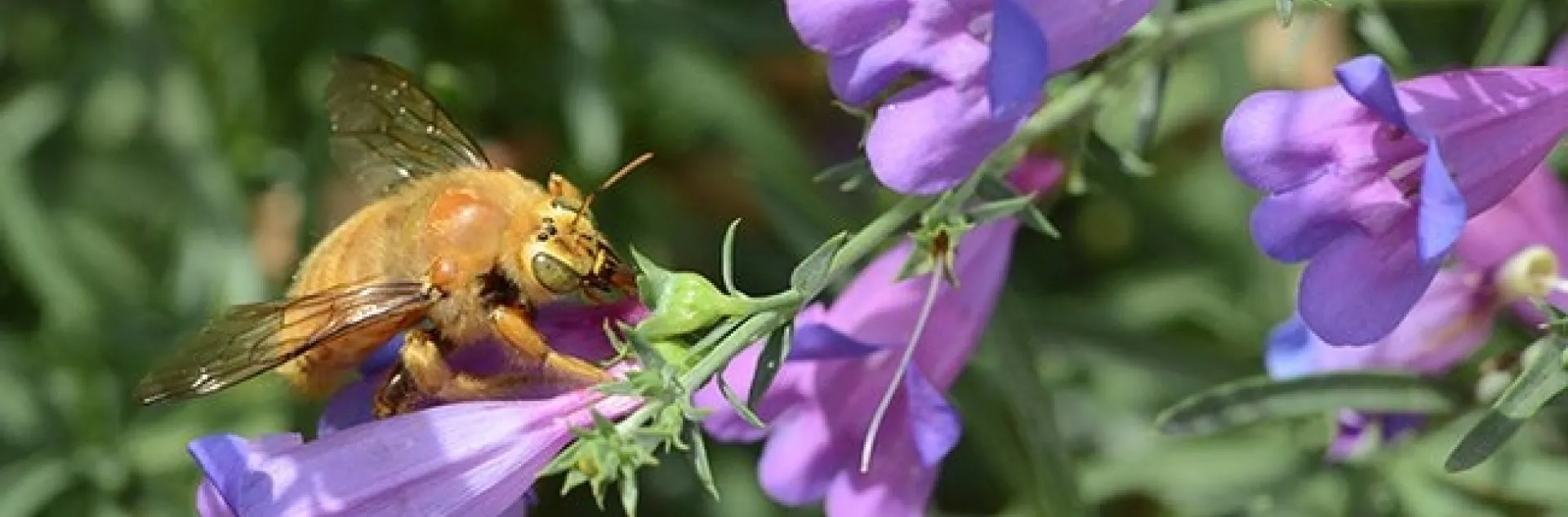 Golden yellow bee poised in mid-air to sip nectar from a purple flower.