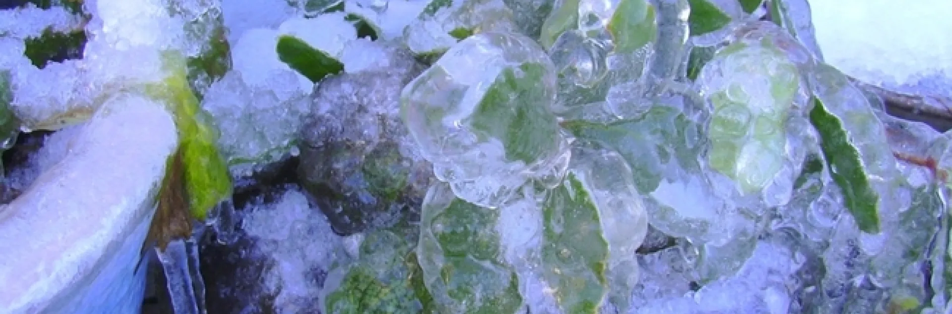Ice coats a plant in an pot while snow coats the ground.