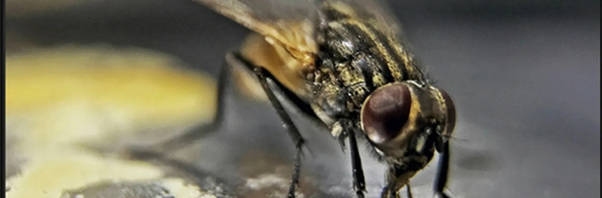 A house fly feeding. (Photo courtesy of USDA-ARS)