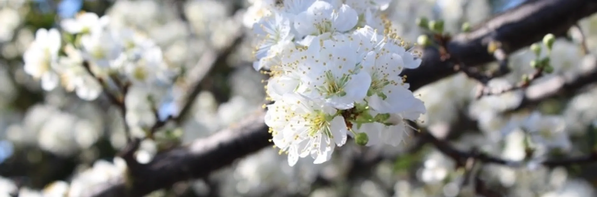 photos by Breanda Altman