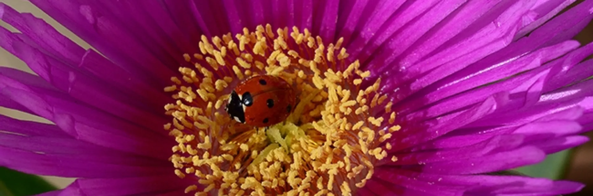 A lady beetle nestled in an ice plant blossom. (Photo by Kathy Keatley Garvey)