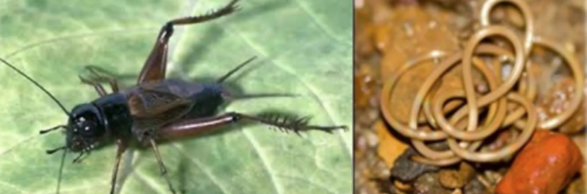 A sand field cricket (Gryllus firmus), and a horsehair worm (Paragordius varius). (Photos courtesy of Amy Worthington)