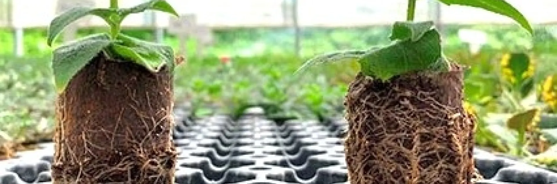 mycorrhizal root system