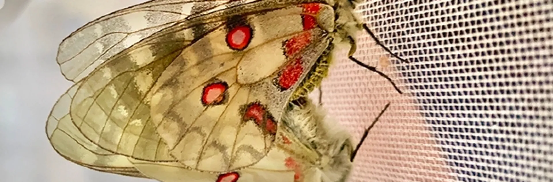 American Apollo butterflies (Parnassius clodius) mating. (Photo by Gary Ge)
