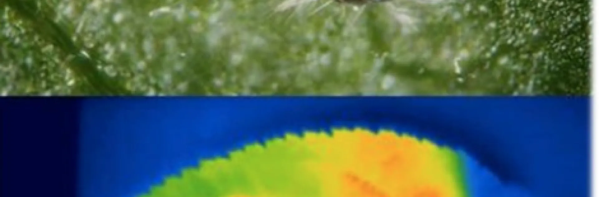Ecologist Sylvain Pincebourde, a director of research for the National Centre for Scientific Research, France, will speak on "The Key Role of Microclimates in Modulating the Response of Ectotherms to Climate Change" at the March 15th seminar sponsored by the UC Davis Department of Entomology and Nematology.