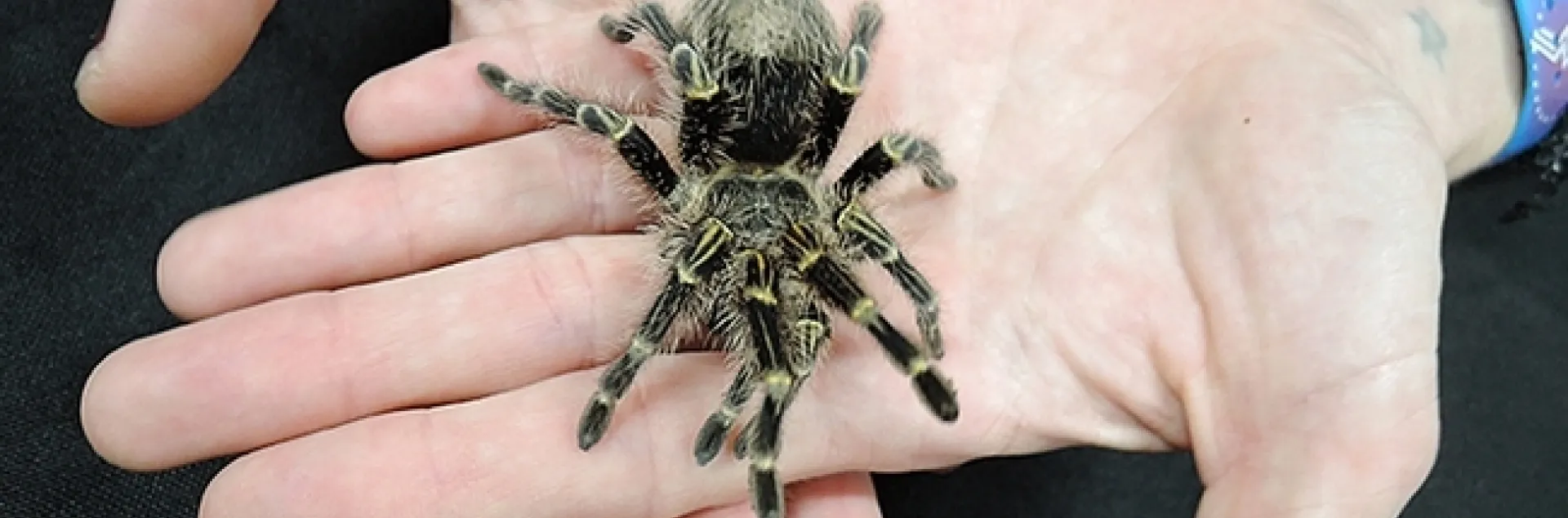 Meet Coco McFluffin, a resident tarantula in the Bohart Museum's live petting zoo. It's a Chaco golden knee tarantula (Grammostola pulchripes), native to Paraguay and Argentina. (Photo by Kathy Keatley Garvey)