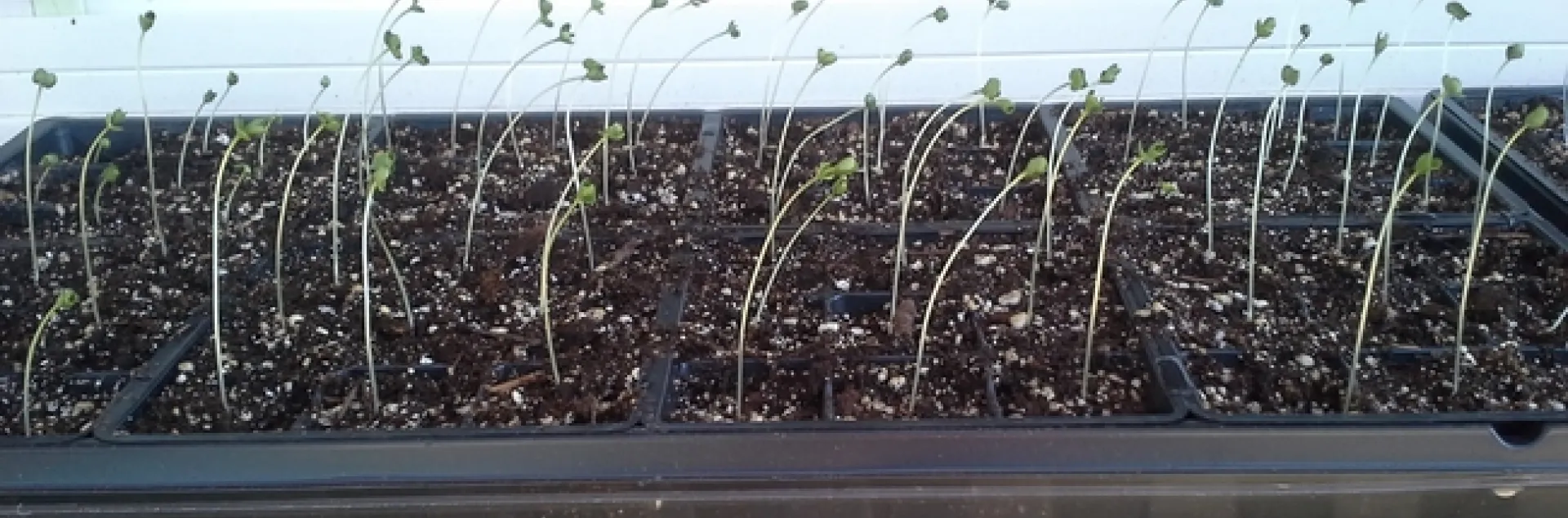 Result of too little light