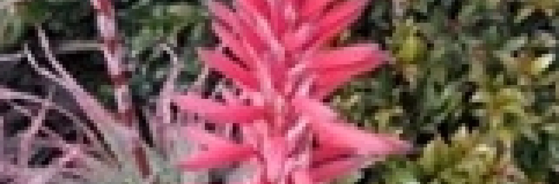 Aloe by Michelle Krespi