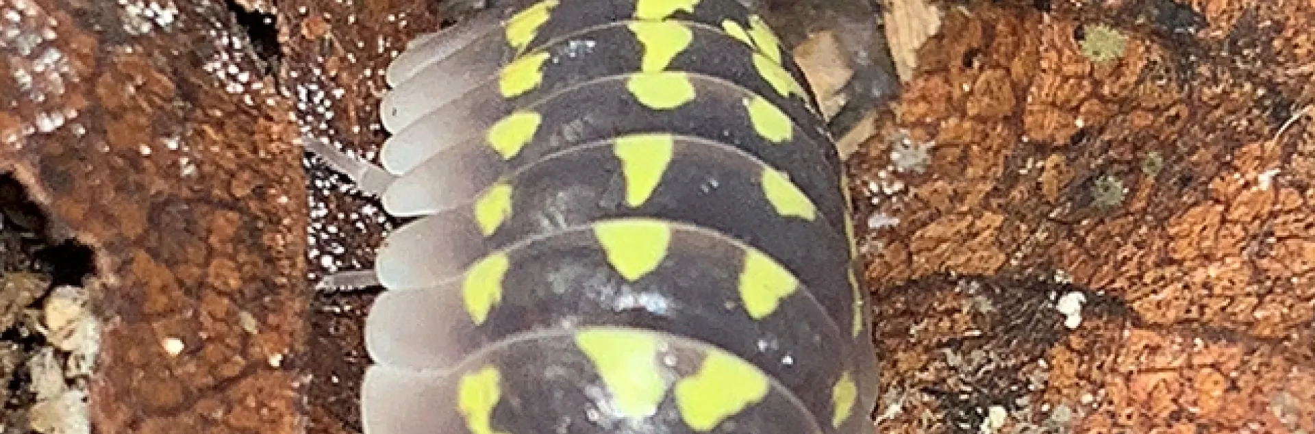 An isopod, a crustacean, has 14 legs. This is an Armadillidium gestroi, also known as high yellow spotted isopod, originating from the shores of France near limestone, sandstone, and granite. (Photo by Elijah Shih)