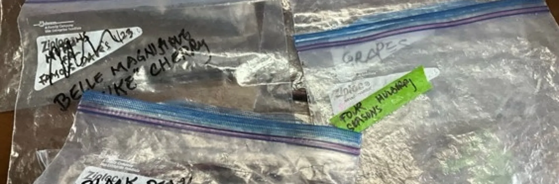 photo by Tina Saravia