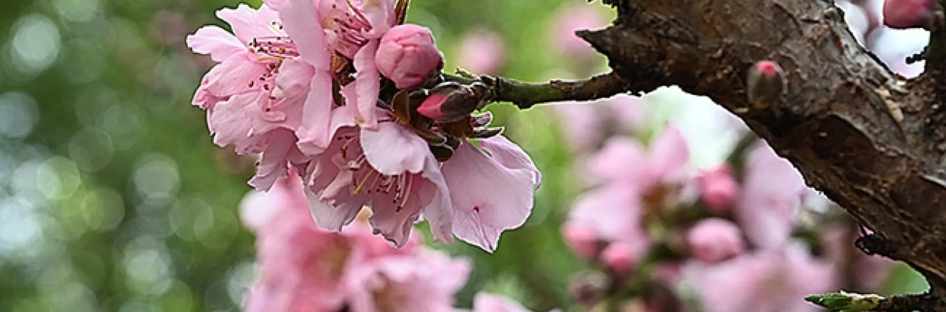 A honey bee, cooped up in a hive for weeks due to the rain and cold, heads for a nectarine blossom in Vacaville, Calif. (Photo by Kathy Keatley Garvey)