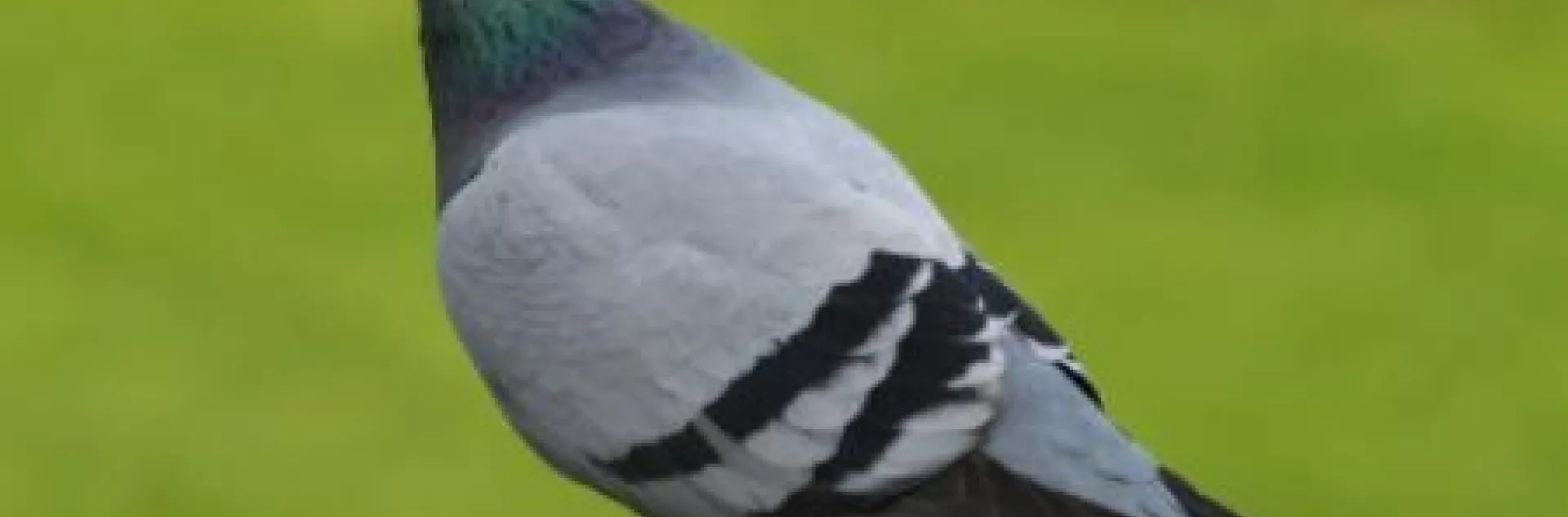 A racing pigeon.