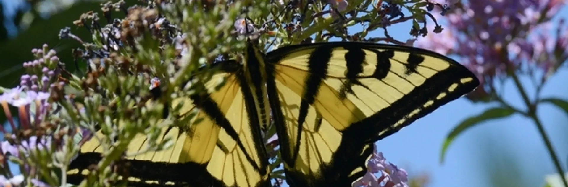 A Western tiger swallowtail, Papilio rutulus, in the UC Davis Arboretum and Public Garden. (Photo by Kathy Keatley Garvey)