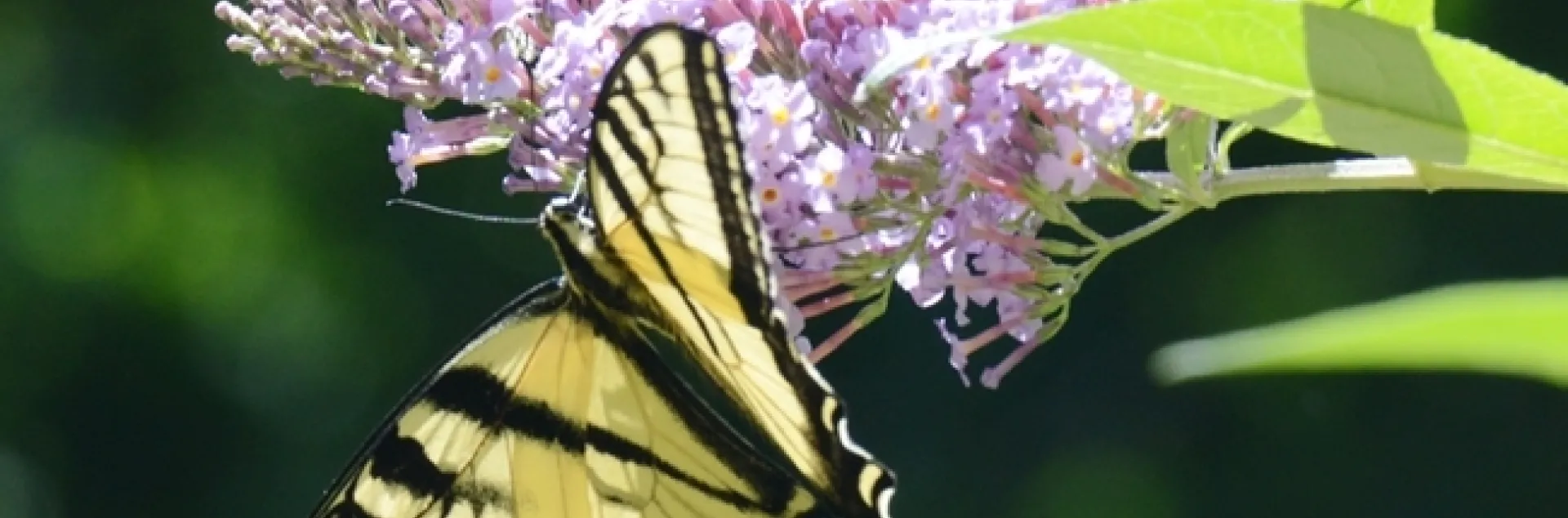 A Western tiger swallowtail, Papilio rutulus, in the UC Davis Arboretum and Public Garden. (Photo by Kathy Keatley Garvey)