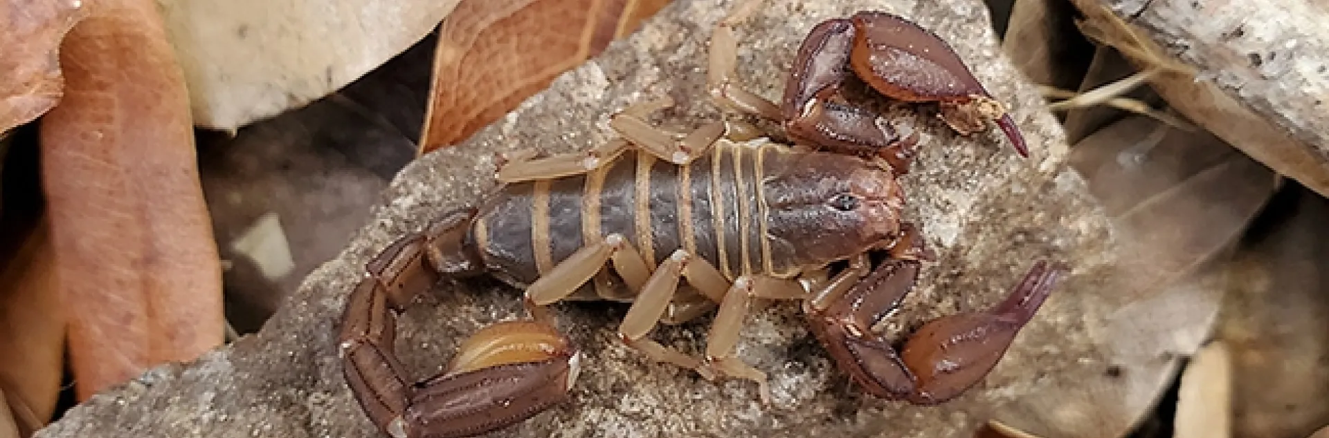 Scorpions will be among the "Many-Legged Wonders" at the Bohart Museum of Entomology open house on Saturday, March 18. (Image courtesy of the Bond lab)
