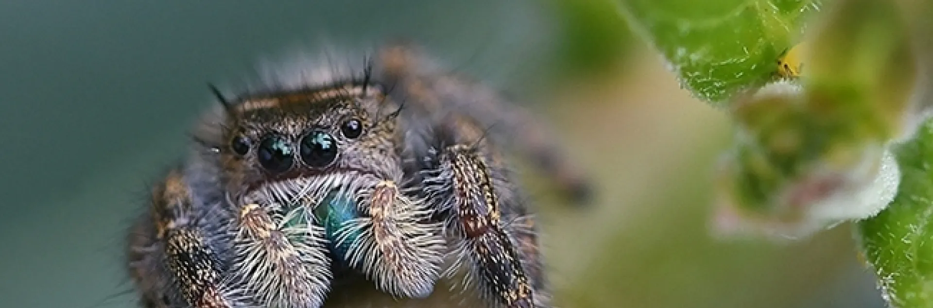 A jumping spider--note the green "fangs" (chelicerae)--peers at the photographer. (Photo by Kathy Keatley Garvey)