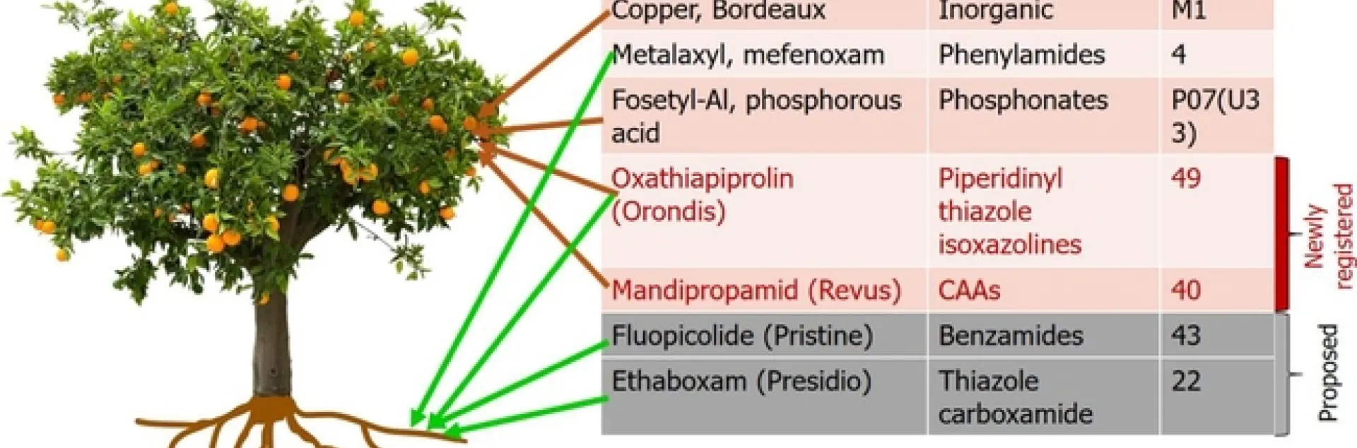 Fungicide treatment phytophthora