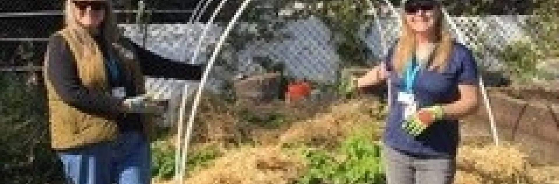 Straw Mulching at Mary Farmar School Garden - photo by Sheila Clyatt