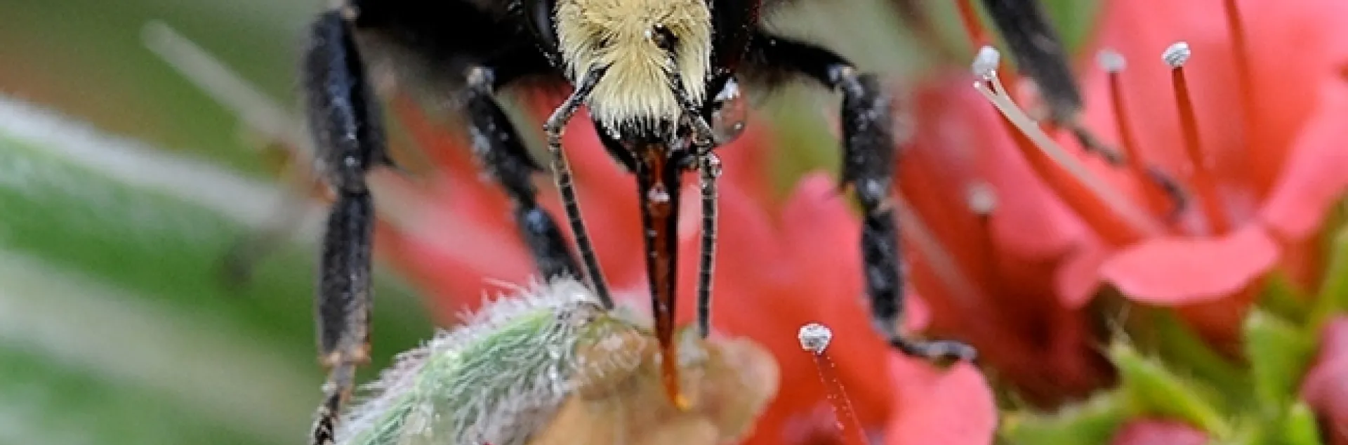 A yellow-faced bumble bee, Bombus vosnesenskii, on a tower of jewels, Echium wildpretii. (Photo by Kathy Keatley Garvey)