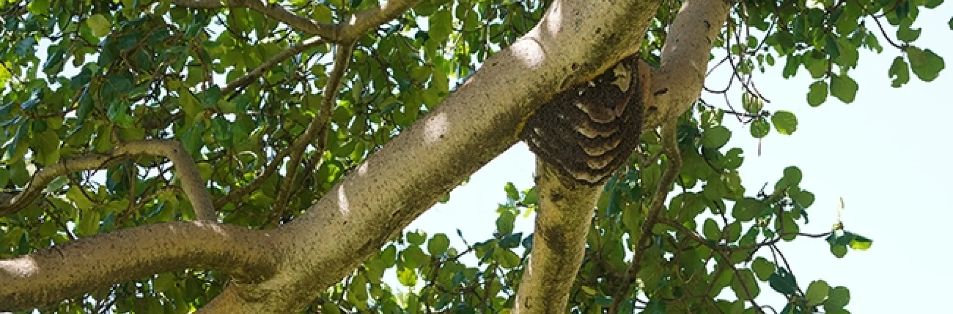 A feral or wild bee colony in a fig tree in the Maasai Mara National Reserve, southern Kenya. (Photo by James Keatley Garvey)