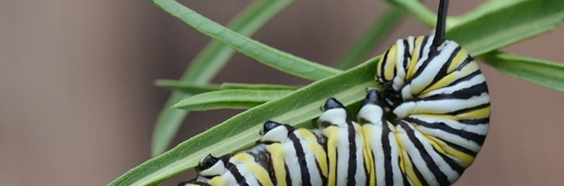 A monarch caterpillar, Danaus plexippus, munching on milkweed. (Photo by Kathy Keatley Garvey)