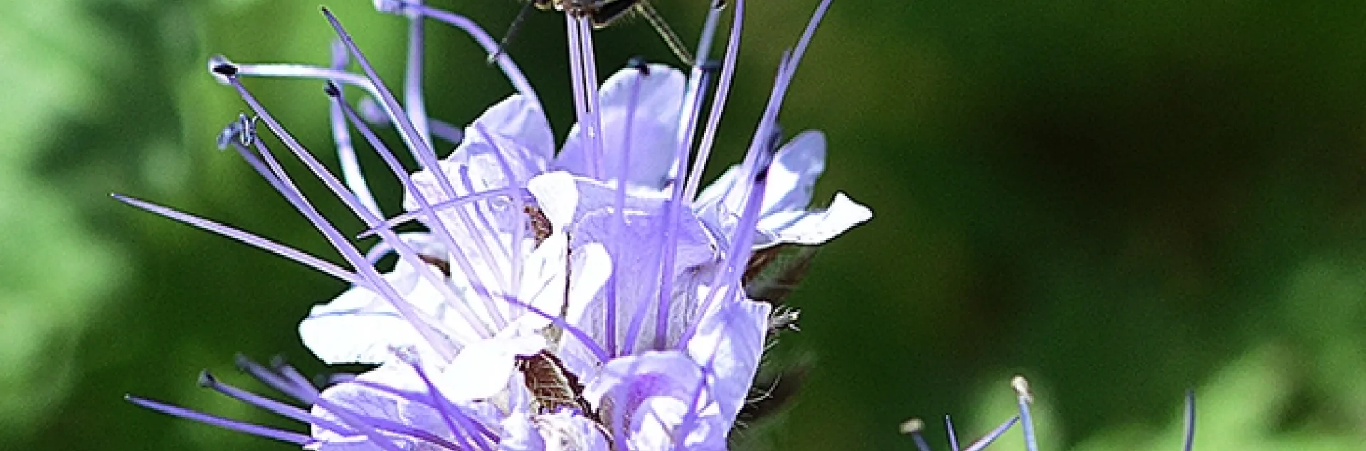 A honey bee forages on a lacy phacelia (Phacelia tanacetifolia) in the Joseph and Emma Lin Biological Orchard and Garden (BOG) at UC Davis. (Photo by Kathy Keatley Garvey)