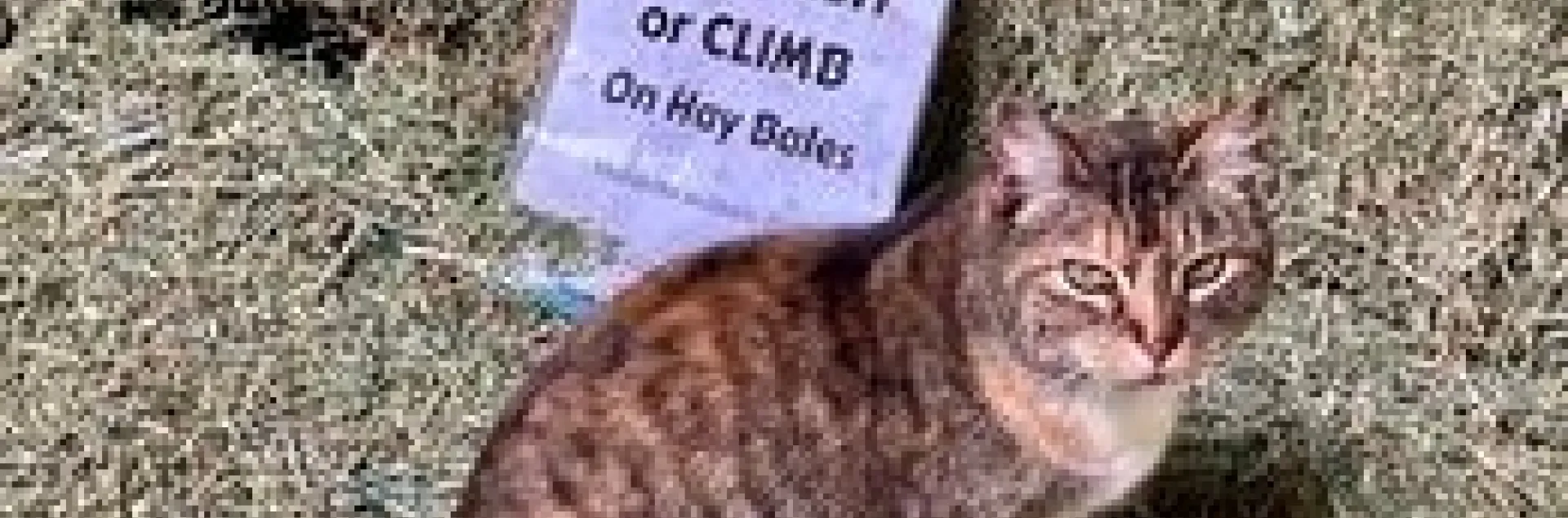 Elkus Ranch cat on hay bale beside sign that reads, "Do not sit or climb on hay bales."