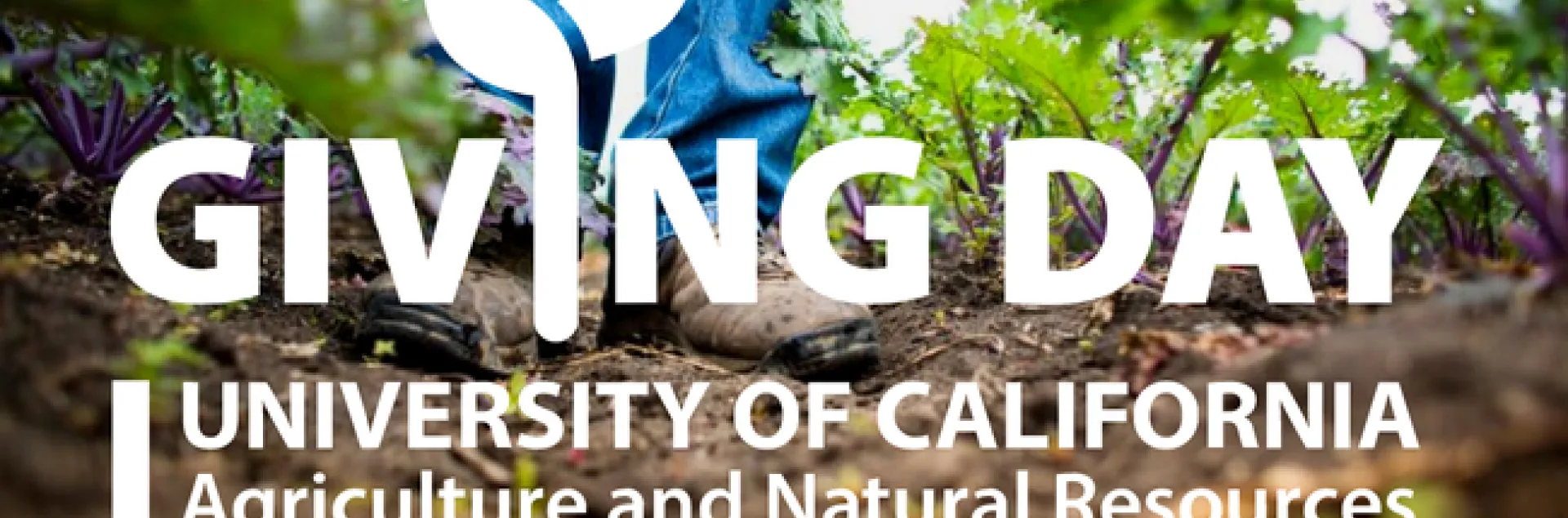 Giving Day. Boots and blue jean-clad legs standing in a field of leafy greens.