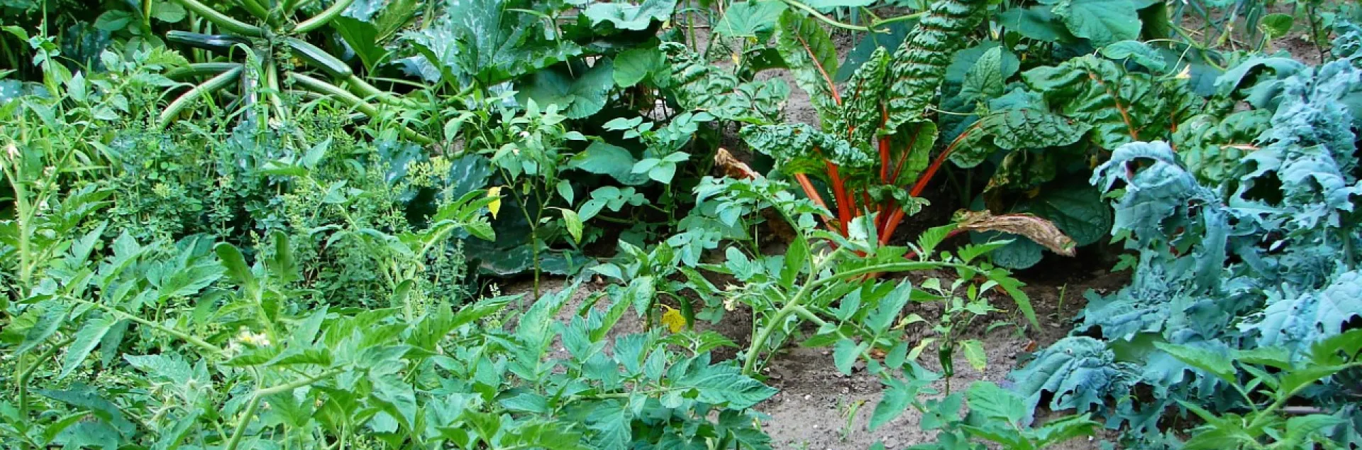 Vegetable gardens and turf can be exceptions to a low-water-use garden but consider reducing or eliminating your lawn. Photo: Wikimedia