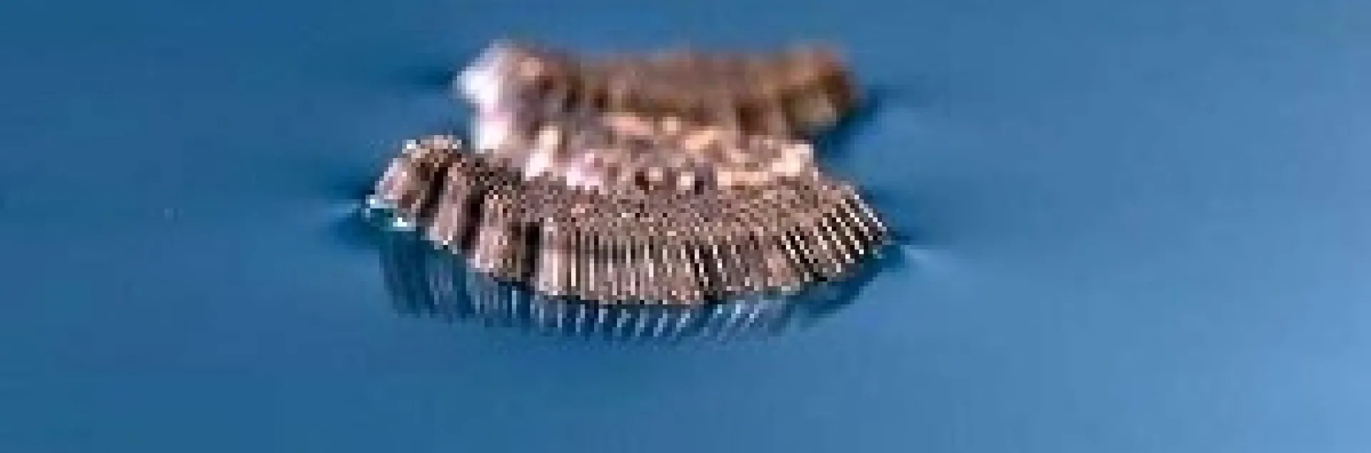 Eggs of Culex sp. mosquitoes are laid in floating rafts. Photo by Jack Kelly Clark.