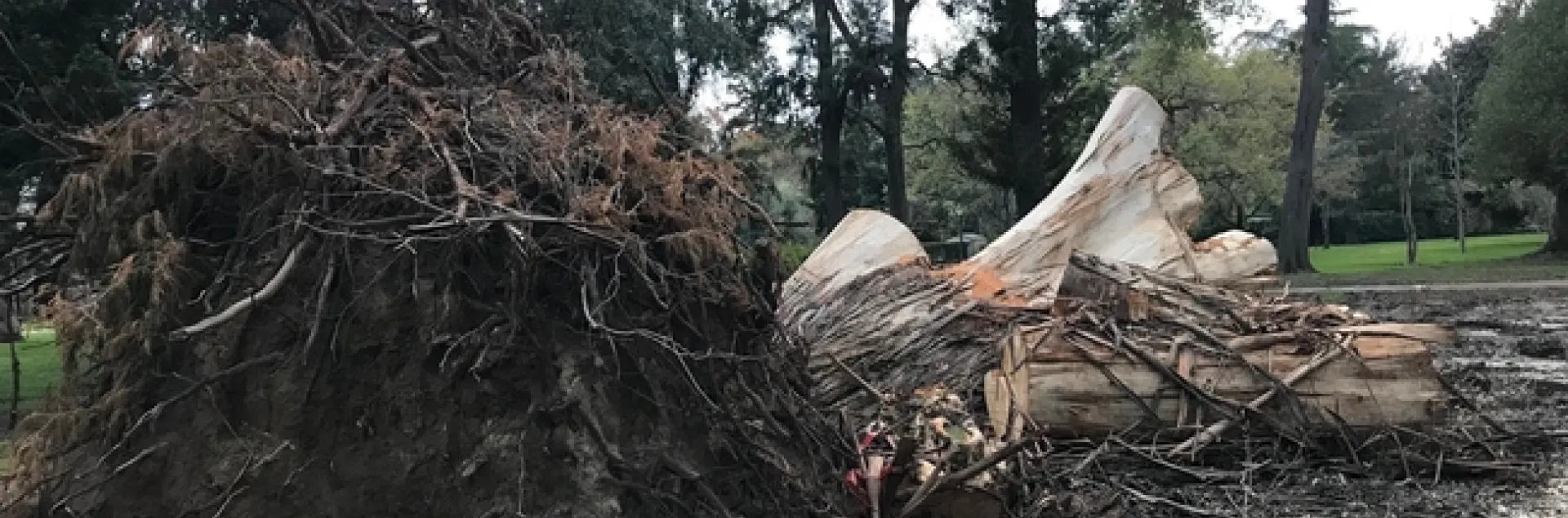 Eucalyptus. photos by Karen Metz