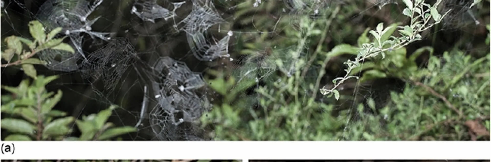 Colonial Isoxya manangona n. sp. from Andasibe, Madagascar. (a) A part of a colony with 79 spiders in 41 webs (image shows 23 webs). (b) A detail from another colony where females are in their individual webs (image shows 14 of the 16 webs in the colony) while males hang on line in between webs (image shows 12 males). (c) A detail of another colony showing male leks. These males showed no overt intrasexual aggression that would be typical of solitary spiders. (Insect Systematics and Diversity)