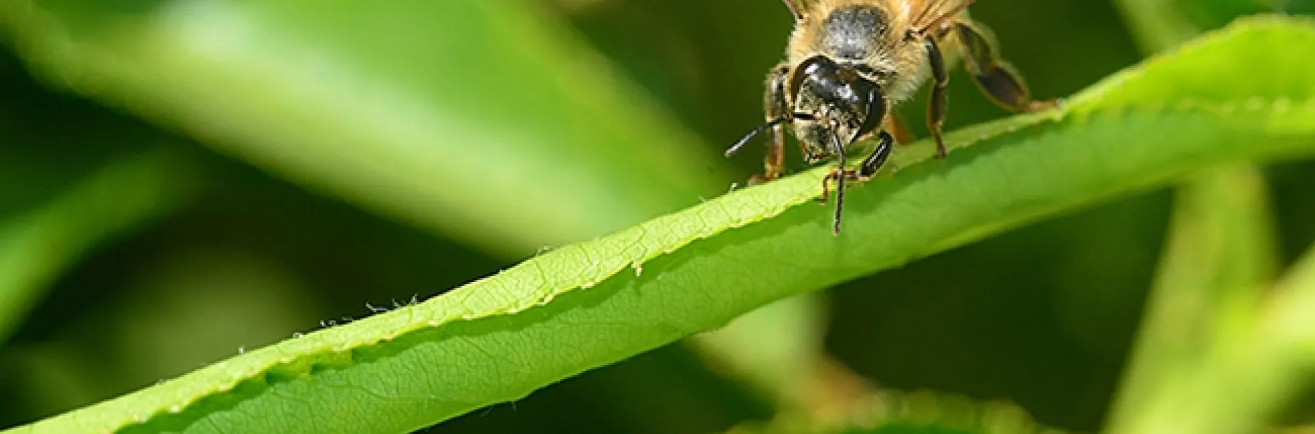 A sick bee crawling on a leaf. (Photo by Kathy Keatley Garvey)