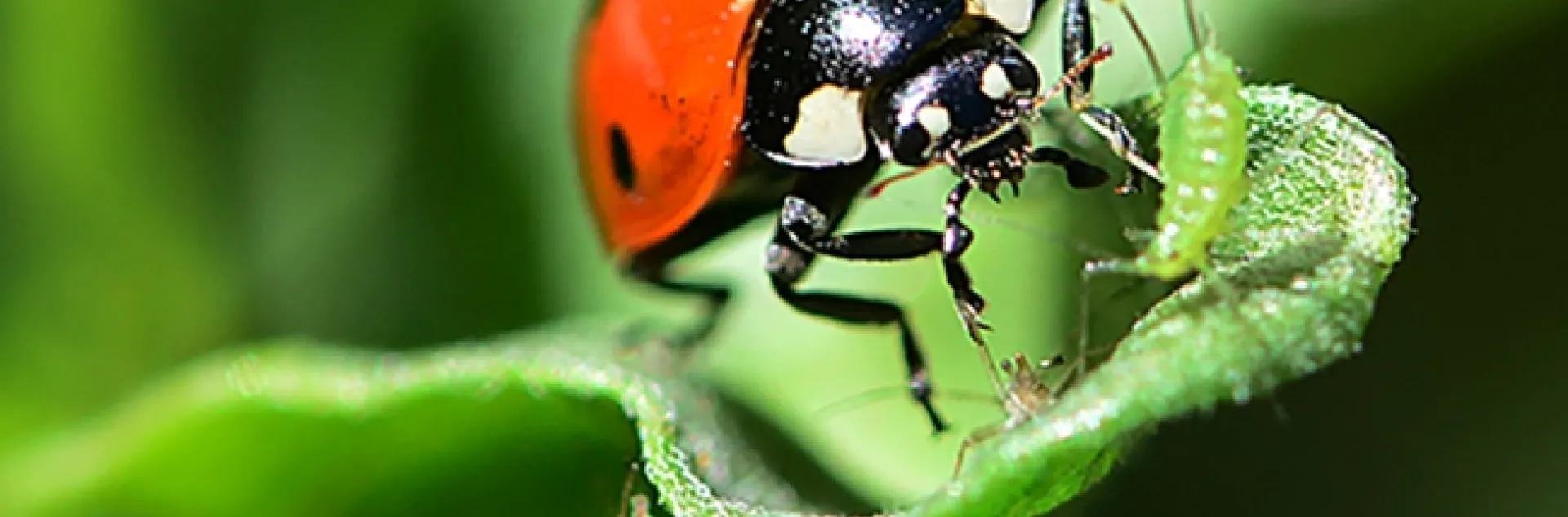 A lady beetle, aka ladybug, gets ready to devour an aphid. (Photo by Kathy Keatley Garvey)
