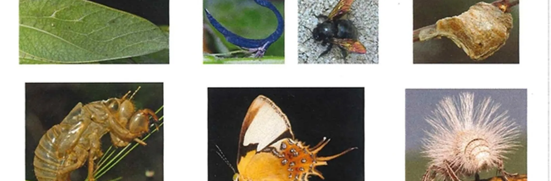 How many of these can you identify? Match these images with the Bohart Museum of Entomology specimens at a scavenger hunt in 122 Briggs Hall from 9 a.m. to 5 p.m. on April 15.