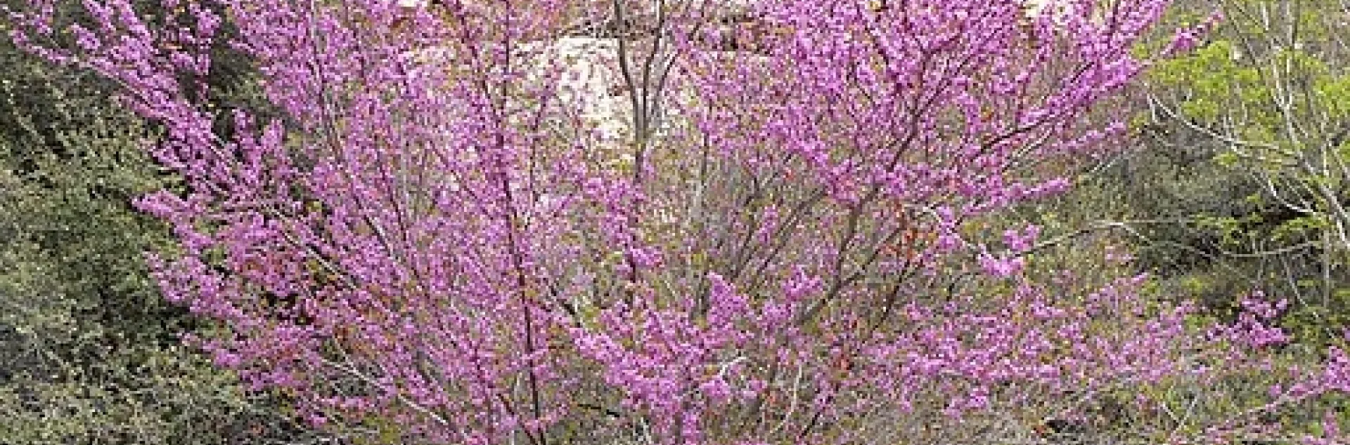 Light purplish pink multi-trunked tree in a canyon.