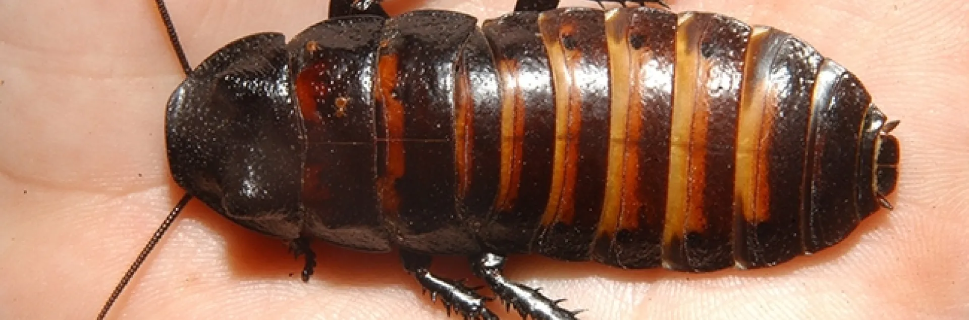 Theme of the Bohart's open house is "Bugs, Boom, Bang!" This critter, a Madagascar hissing cockroach, will hiss. (Photo by Kathy Keatley Garvey)