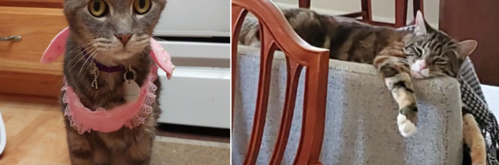 Gray-striped cat wearing pink top and gray-striped cat with white mouth and paws lounging on the back of a sofa
